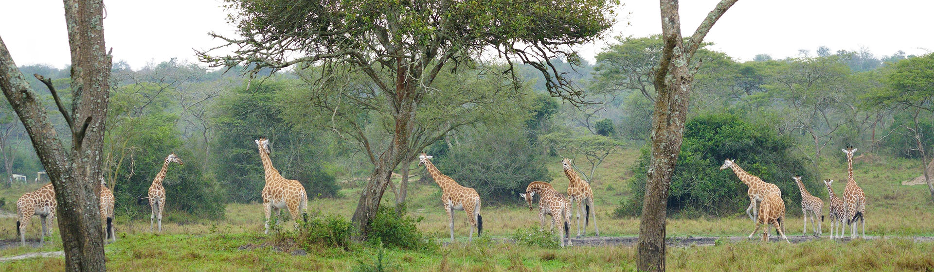 ロスチャイルドキリン